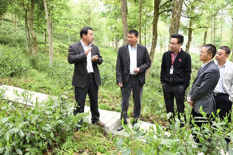 國(guó)藥集團(tuán)安徽公司總經(jīng)理張平一行考察六百里茶業(yè).jpg
